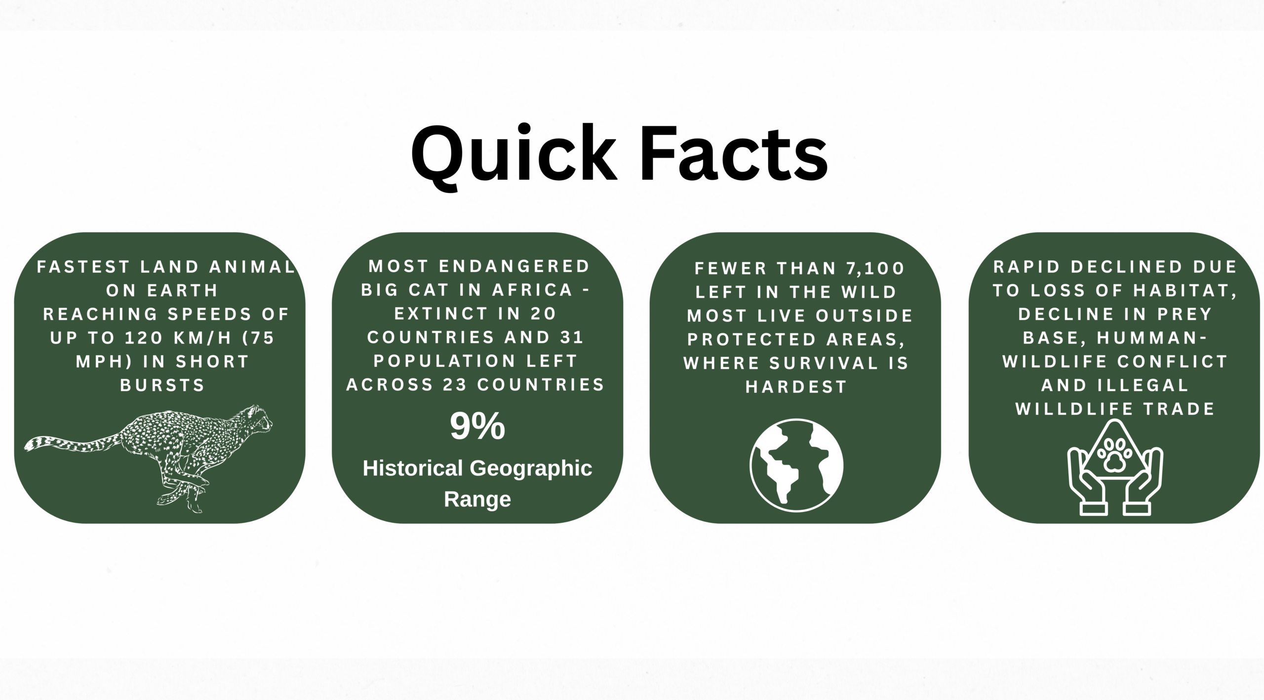 Cheetah most endangered big cat