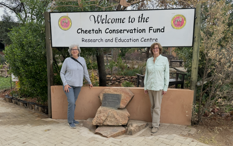 Cheetah Canada in Namibia