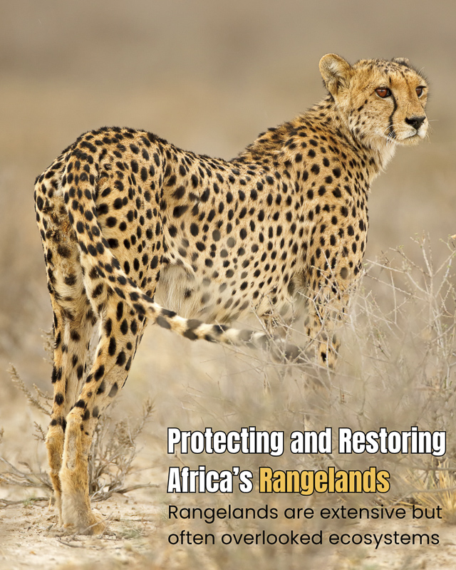 Image of Cheetah. Protecting and restoring Africa's Rangelands