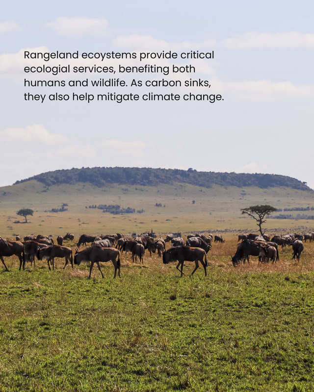 Bison in rangelands in Namibia