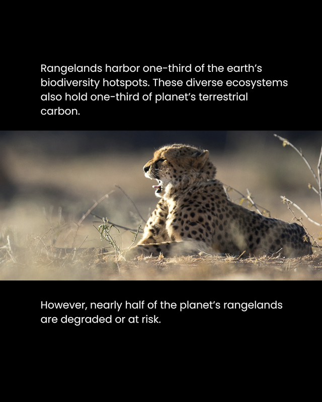 Rangelands harbor one-third of the earth's biodiversity hotspots and nearly half are at risk. These are important ecosystems for wildlife, including Cheetahs.