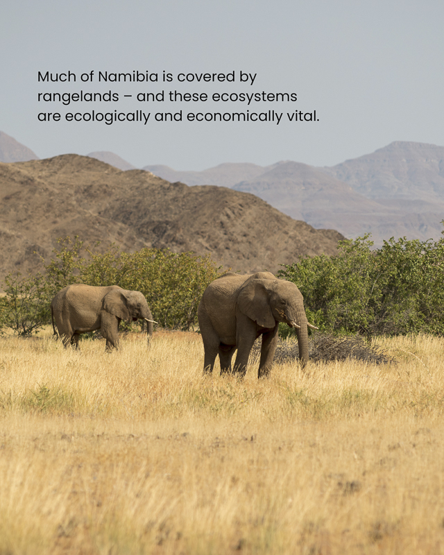Image of Elephants in Namibia. Rangelands are vital ecosystems for Cheetah's and other wildlife.