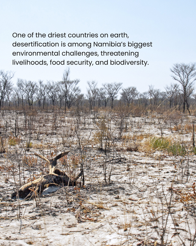 Cheetah Conservation Fund Canada. Desertification is among Namibia's biggest environmental challenge