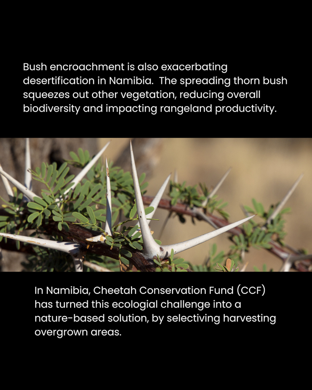 Bush encroachment is also causing desertification in Namibia