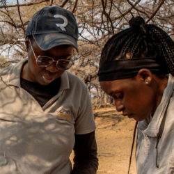 Two female conservation students, looking down while working outdoors in a dry savanna environment.