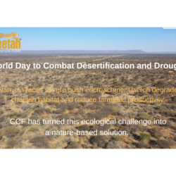 An aerial graphic overview of a dry, bush-covered landscape in Namibia under a blue sky, featuring the Cheetah Conservation Fund logo and text about World Day to Combat Desertification and Drought.