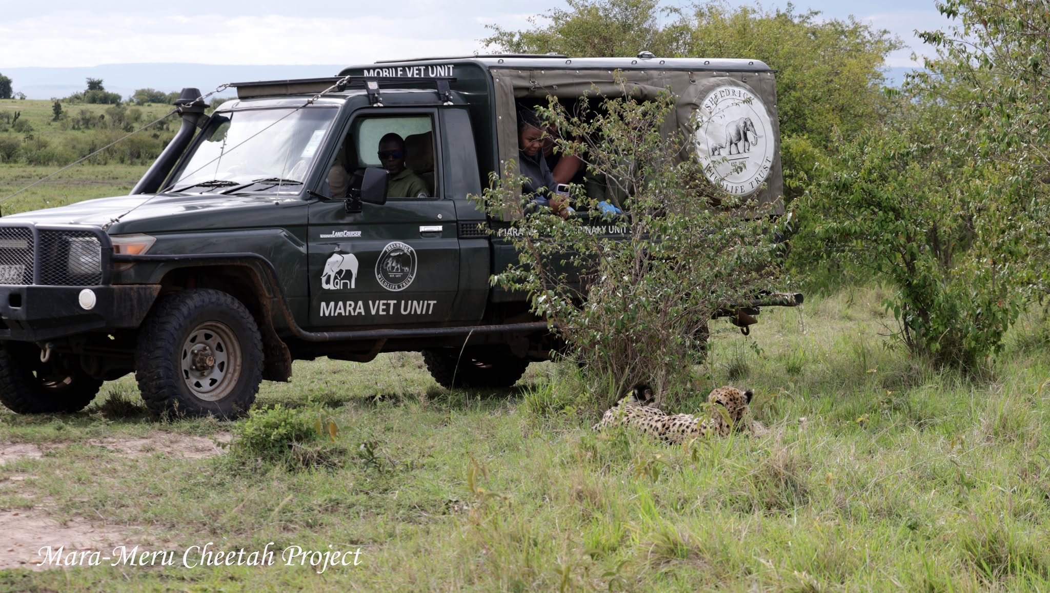 A dark green Mara Vet Unit mobile vehicle parked in the field near a cheetah resting in the grass, labeled Mara-Meru Cheetah Project.