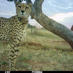 Tupuka, Cheetah Release