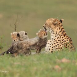 A mother cheetah sitting in a grassy field while grooming one of her small cubs as two other cubs play nearby, labeled Mara-Meru Cheetah Project.