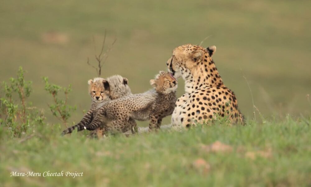 Mara-Meru Cheetah Project – Update