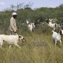 farmer coexistence