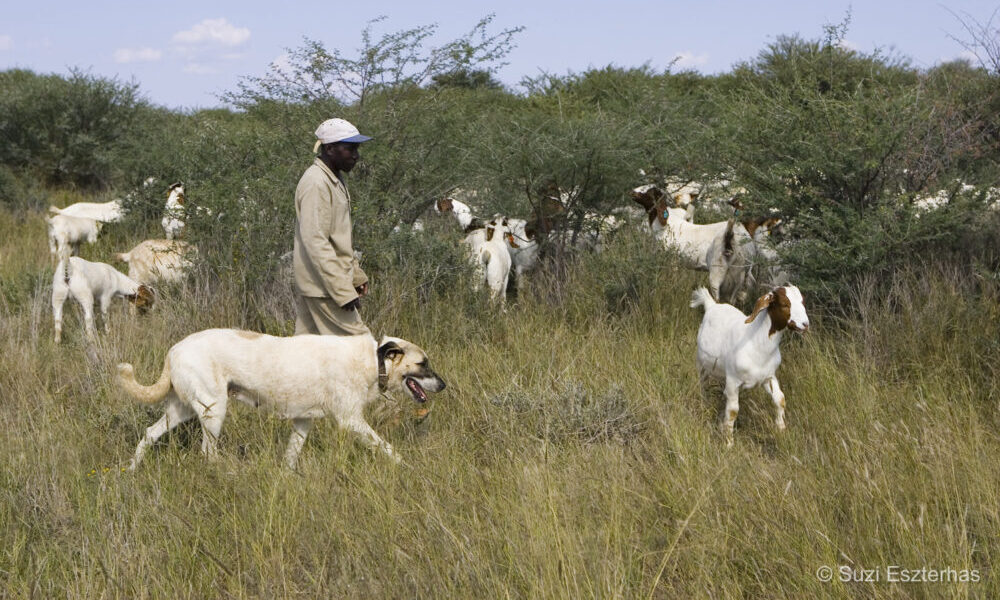 Understanding Predation’s True Cost to Namibian Rural Farmers