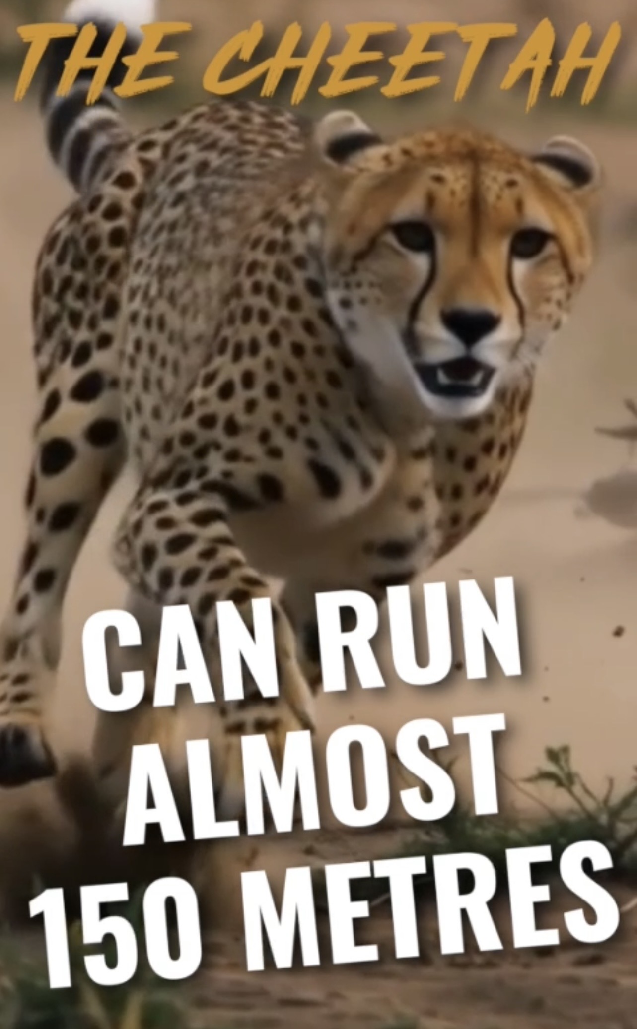 A cheetah sprinting at high speed through the wild with text reading 