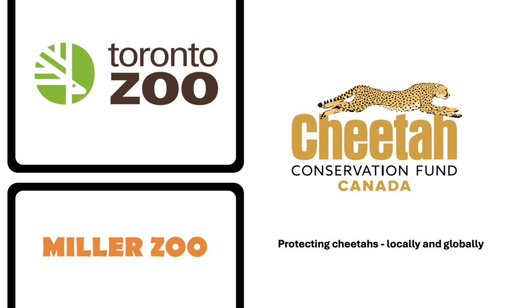 Teaming Up with The Toronto Zoo and Miller Zoo to Raise Awareness About Cheetah Conservation