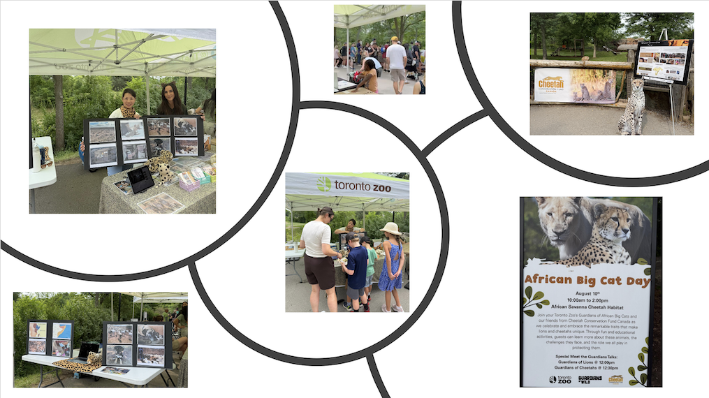 The Toronto Zoo, Cheetah Awareness