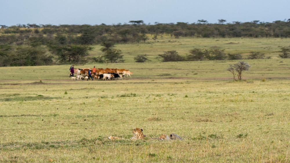 The Cheetah: A Catalyst for Landscape Recovery