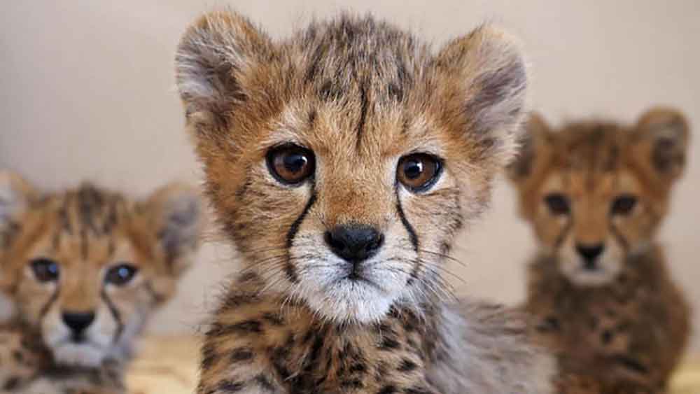 Rescued cheetah
