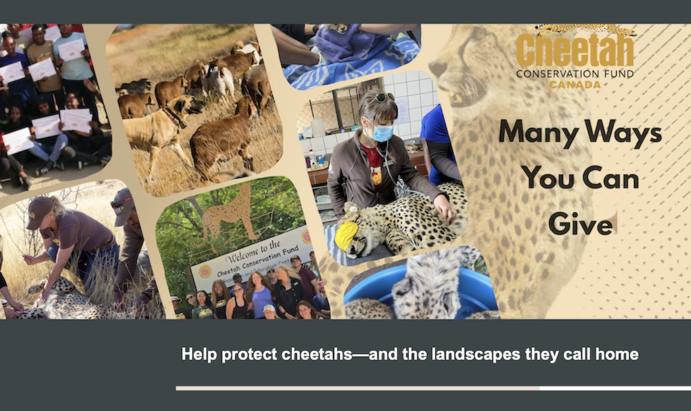 Help protect cheetahs—and the landscapes they call home
