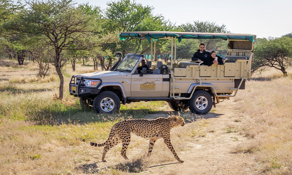 Experience Namibia Conservation Safari