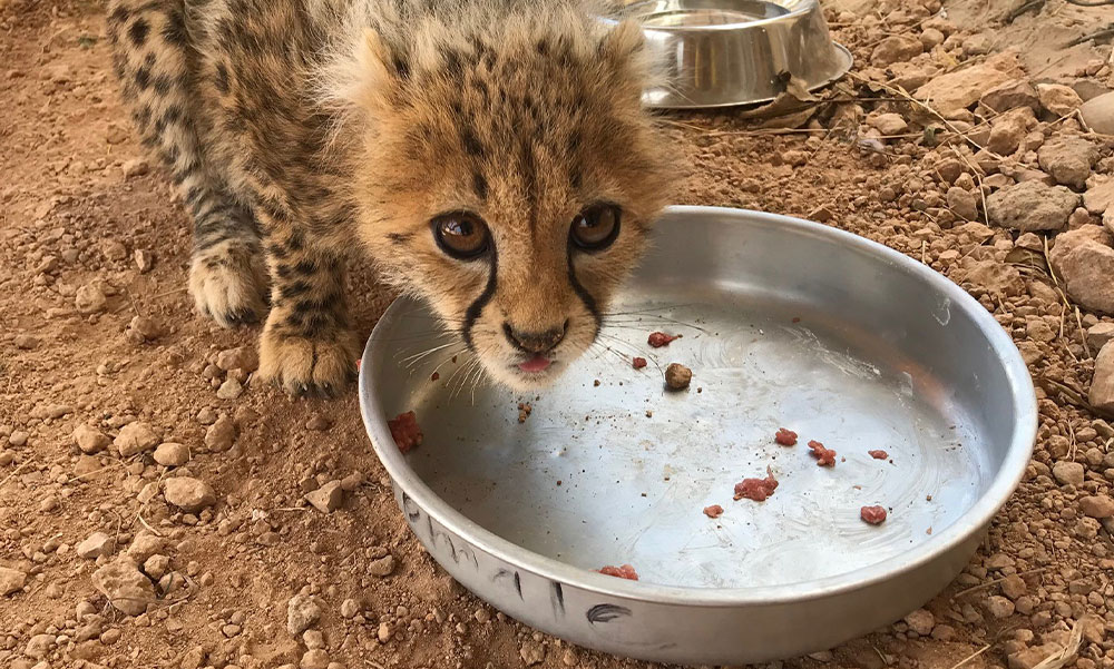 Return of the Cheetah: un documentaire qui met en lumière le commerce illégal qui menace les guépards d’Afrique.