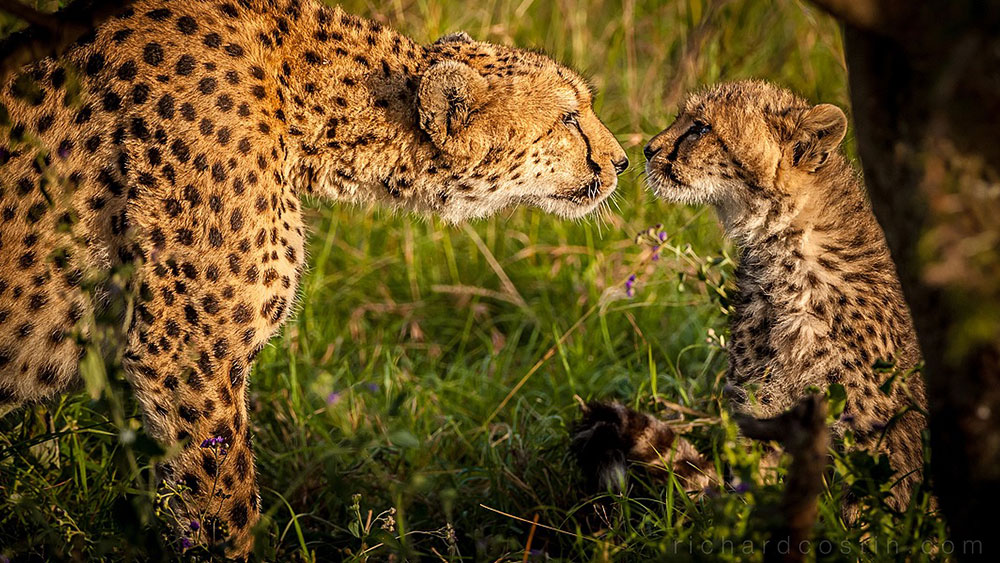 Richard Costin: August's Featured Photographer - Cheetah Conservation Fund  United Kingdom