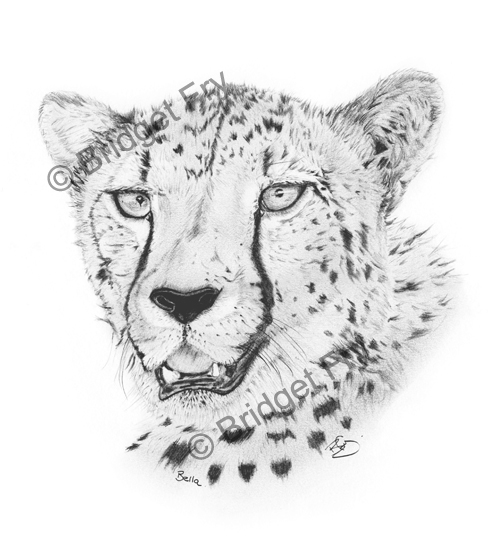 Angry Cheetah Face' Sticker | Spreadshirt