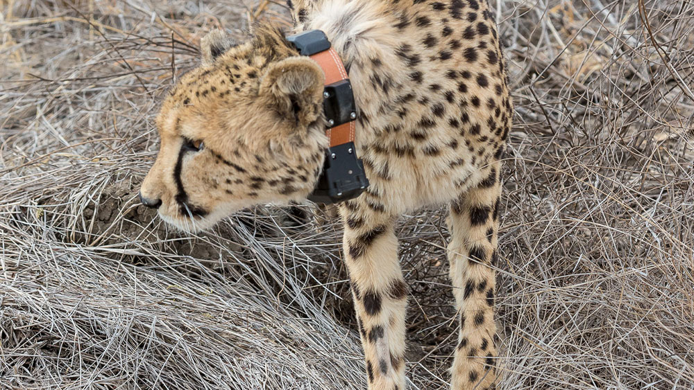 Returning orphaned cheetahs to the wild – what we’ve learned