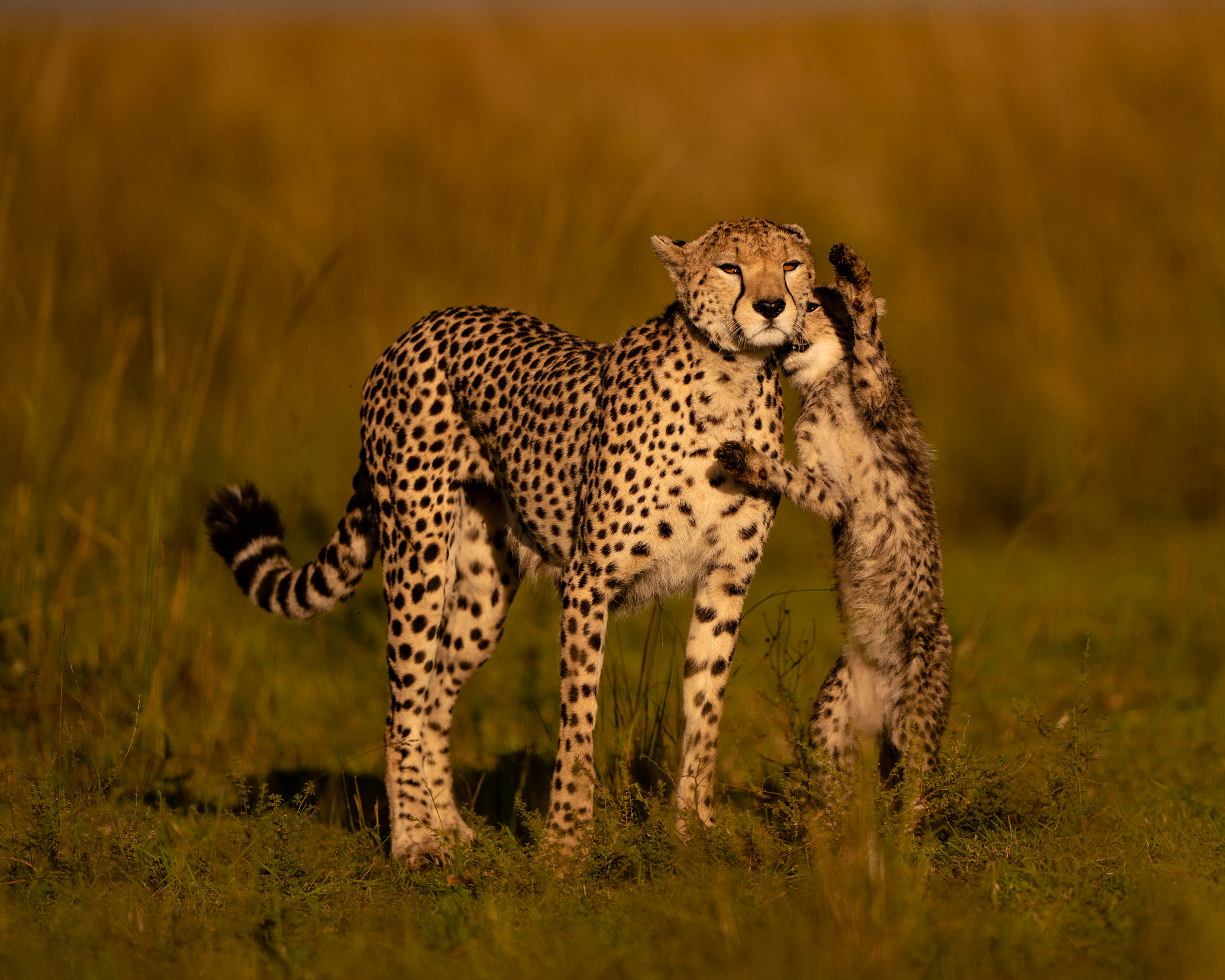 November's Wildlife Photographer of the Month - Pareet Shah - Cheetah  Conservation Fund United Kingdom