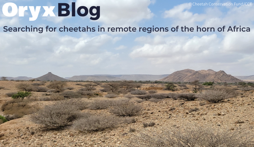 Oryx blog –  Searching for wild cheetahs in remote regions of the Horn of Africa