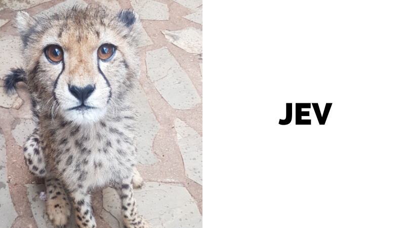 JEV was caught in a trap cage on a farm near Gobabis by a farmer trying to protect his livestock from predators. As JEV was caught without his mother and siblings, he could not be easily reunited with his family. He was approximately five months old when we received him, and would not have survived on his own in the wild. He settled into life at CCF very nicely, and quickly made a best friend – Khaleesi. When he first arrived, he was calling a lot and was very lonely, so we are very fortunate we had Khaleesi who is only about three months older than him to bond with. He quickly got used to our routines, and is always very happy at mealtimes.