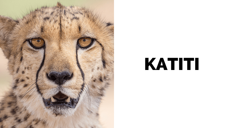 Katiti came to CCF in December 2017 having been kept on a farm with a female cheetah, Bella. The farmer was denied permits to keep them, so they were handed over to CCF. Before arriving, they’d had a poor diet so were fed on a diet of red meat with vitamin supplements to help them grow. Katiti is shy and tends to follow Bella around, which helps him gain confidence, along with the hard work of our keepers. They’re inseparable, spending most their days together exploring their enclosure and meeting other cheetahs.