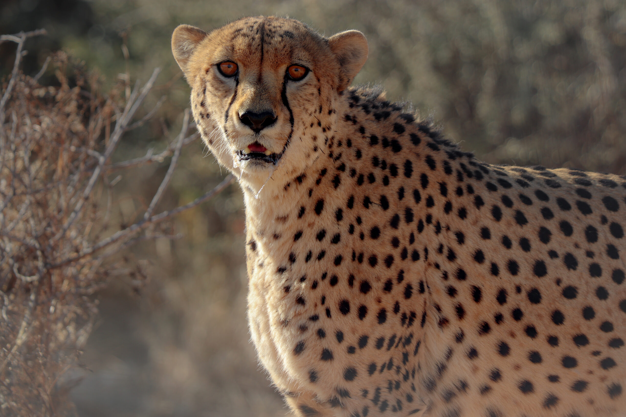 Illustrate Talia's Hassan work at Namibia showing cheetahs 