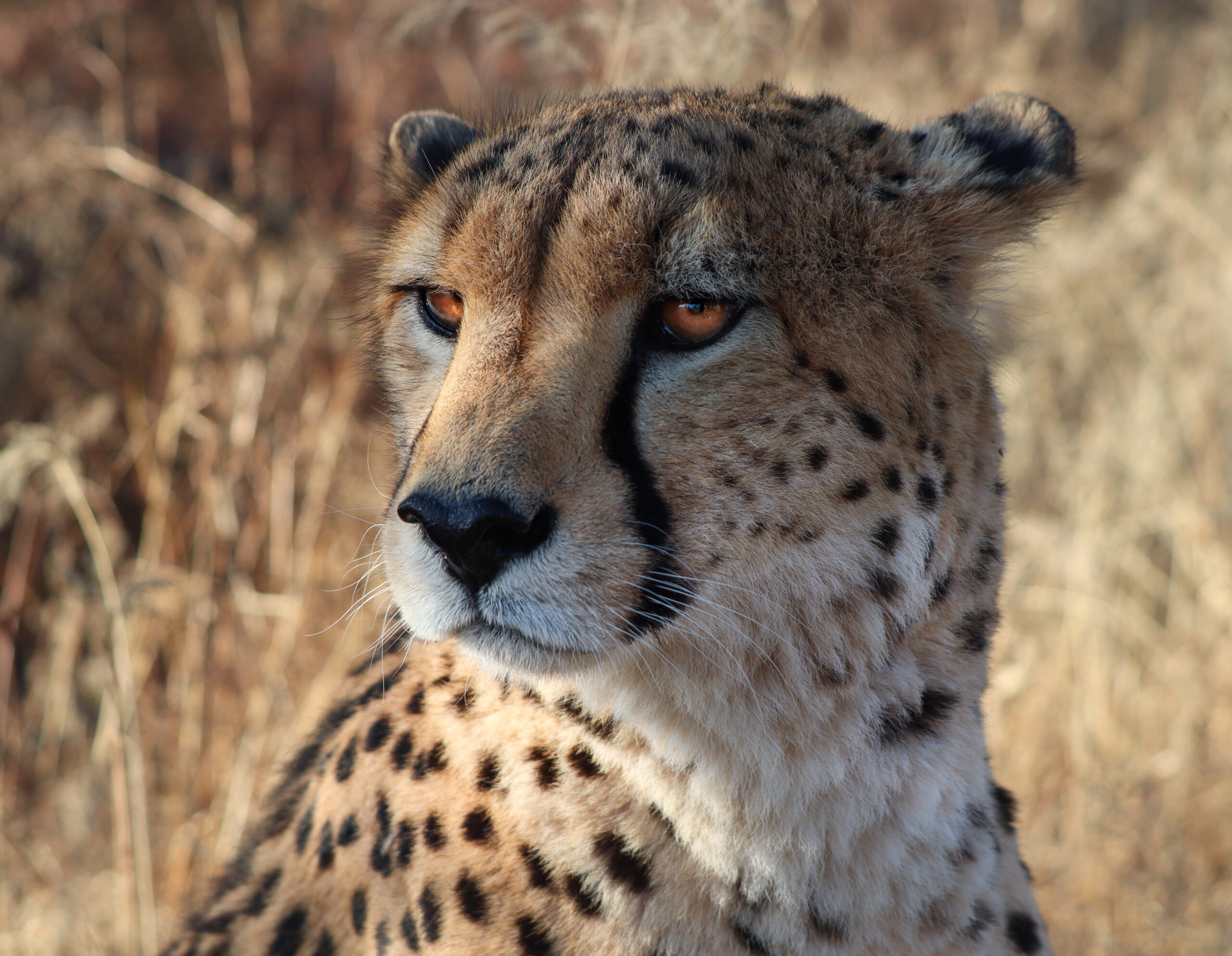 Illustrate Talia's Hassan work at Namibia showing cheetahs 
