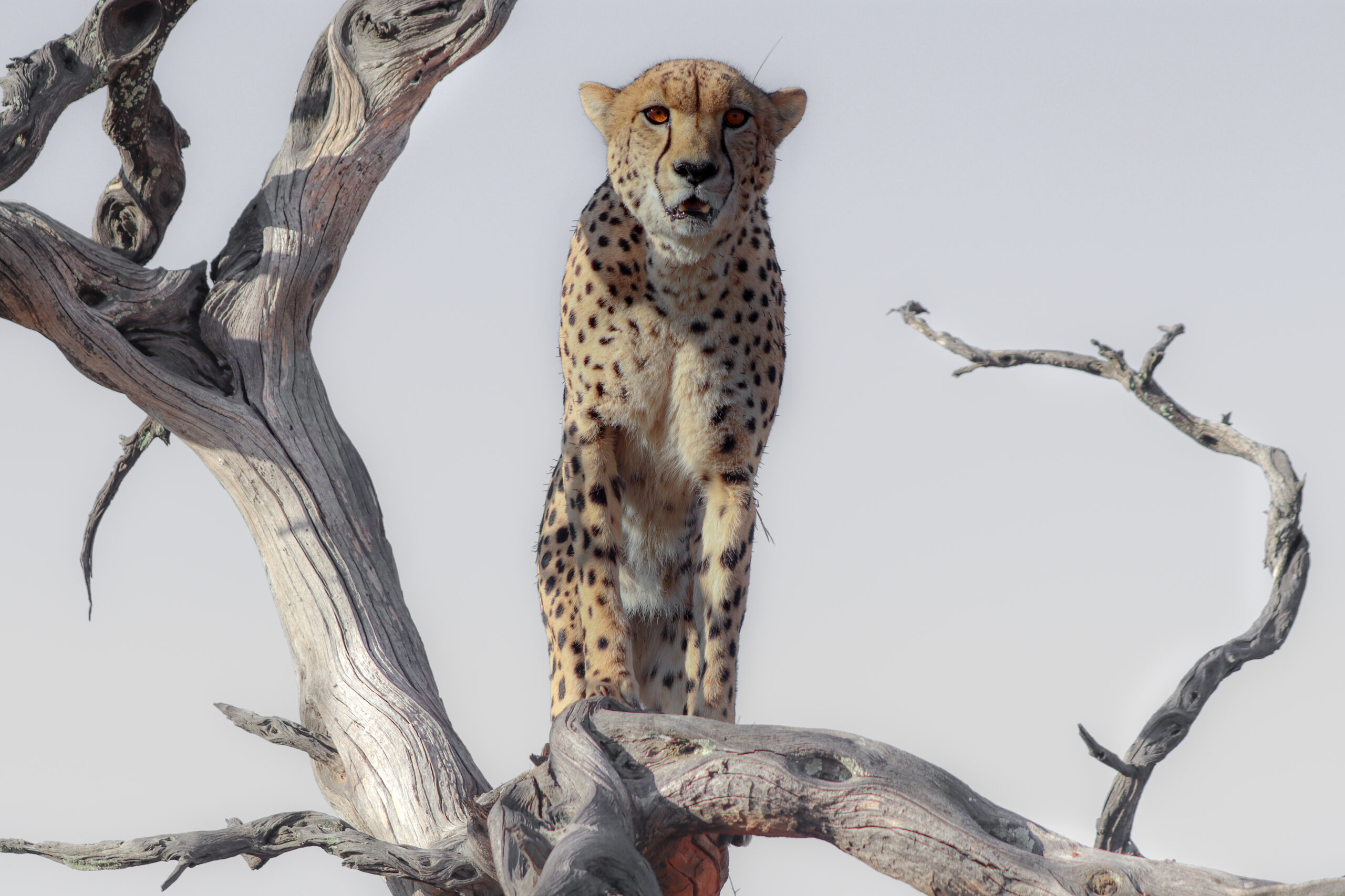 Wild cheetah in Namibia 