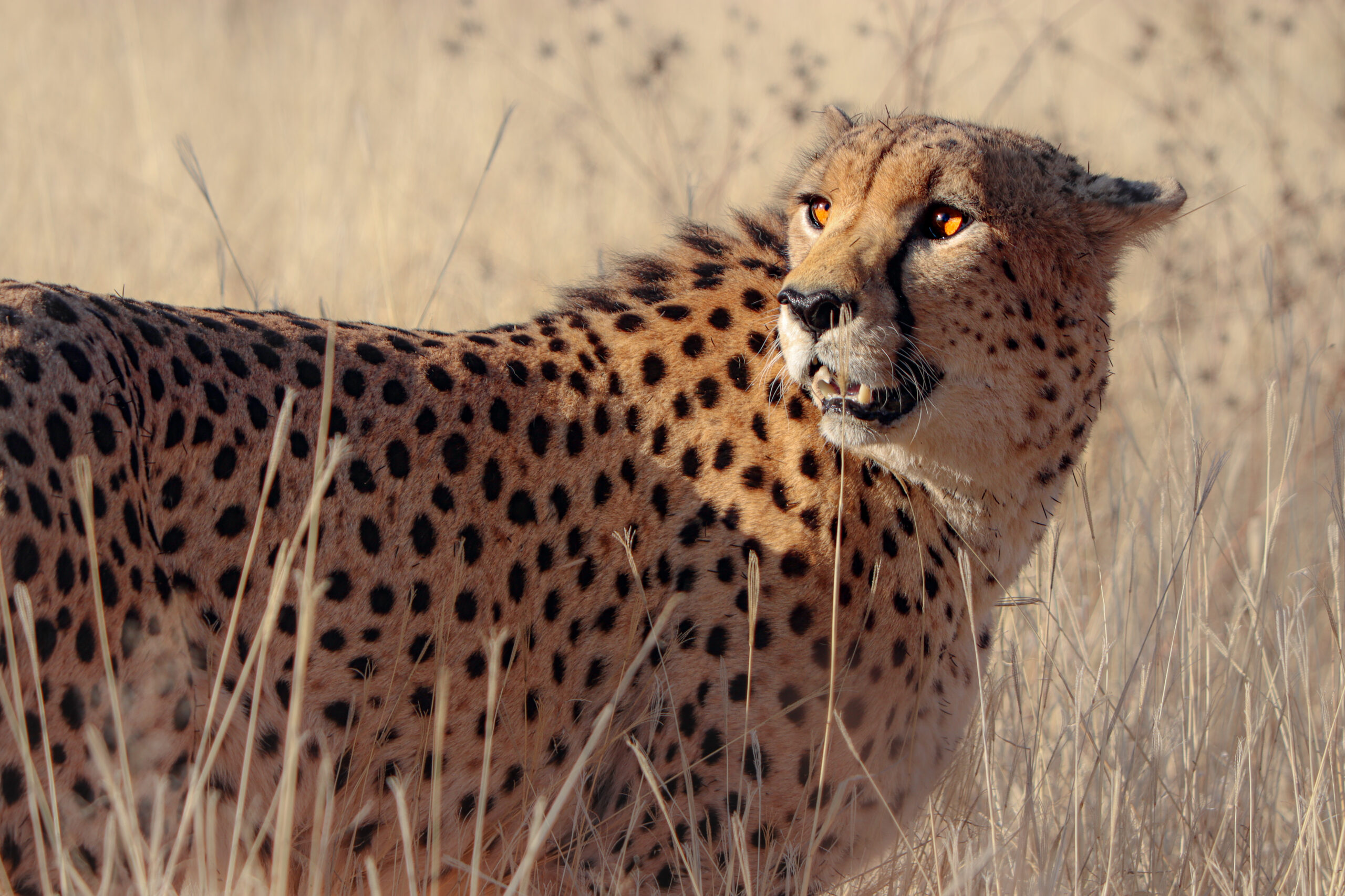 Cheetah in Namibia 