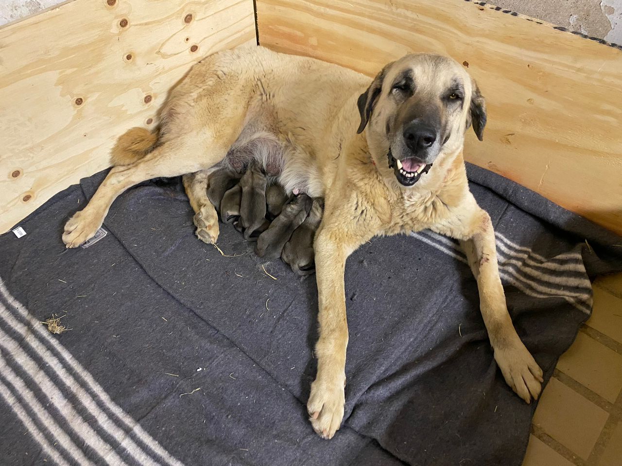 Livestock Guarding Dogs has welcomed a beautiful litter into the world