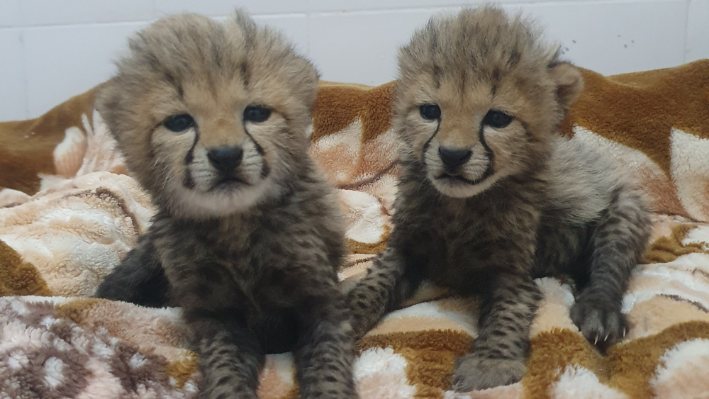 Two new cheetah cubs rescued in Somaliland
