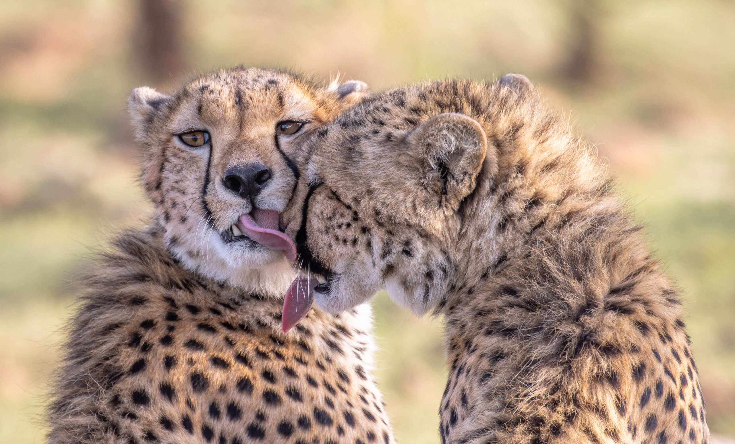 Cheetah cub licking its mom cute moment between cheetahs