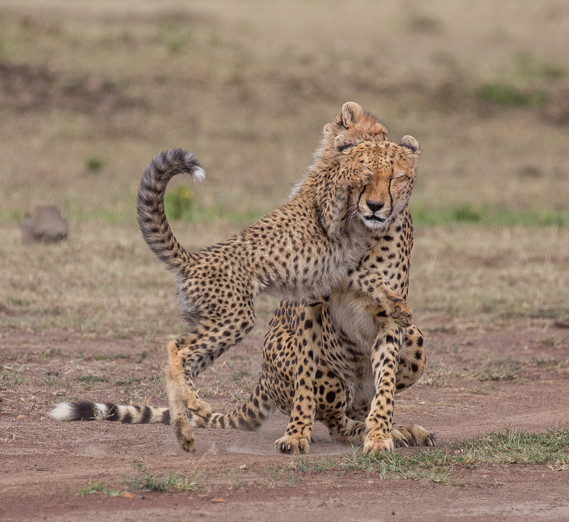 cheetah cub in a cute moment with its cheetah mom 