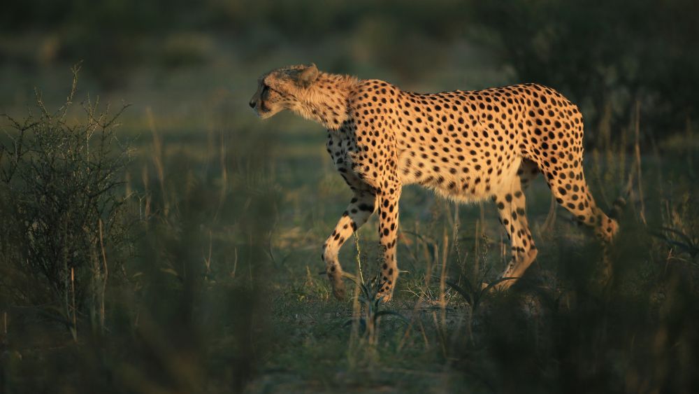 How could climate change affect cheetahs?
