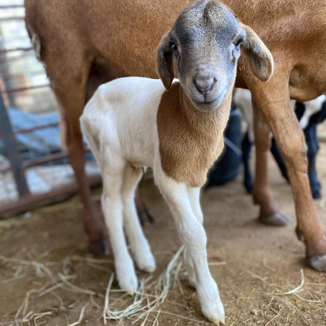 Lambs at Cheetah Conservation Fund Farm