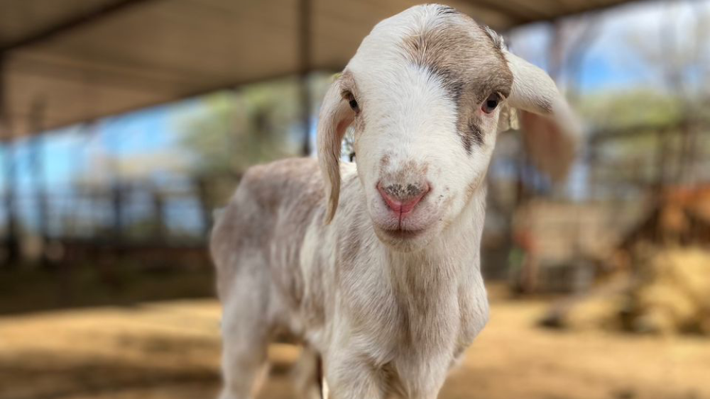 Embracing new life: A flourishing lambing season at Model Farm