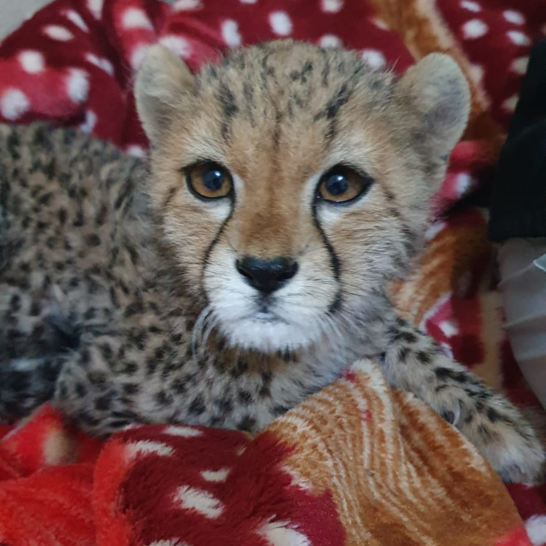 Cheetah cubs illegal wild