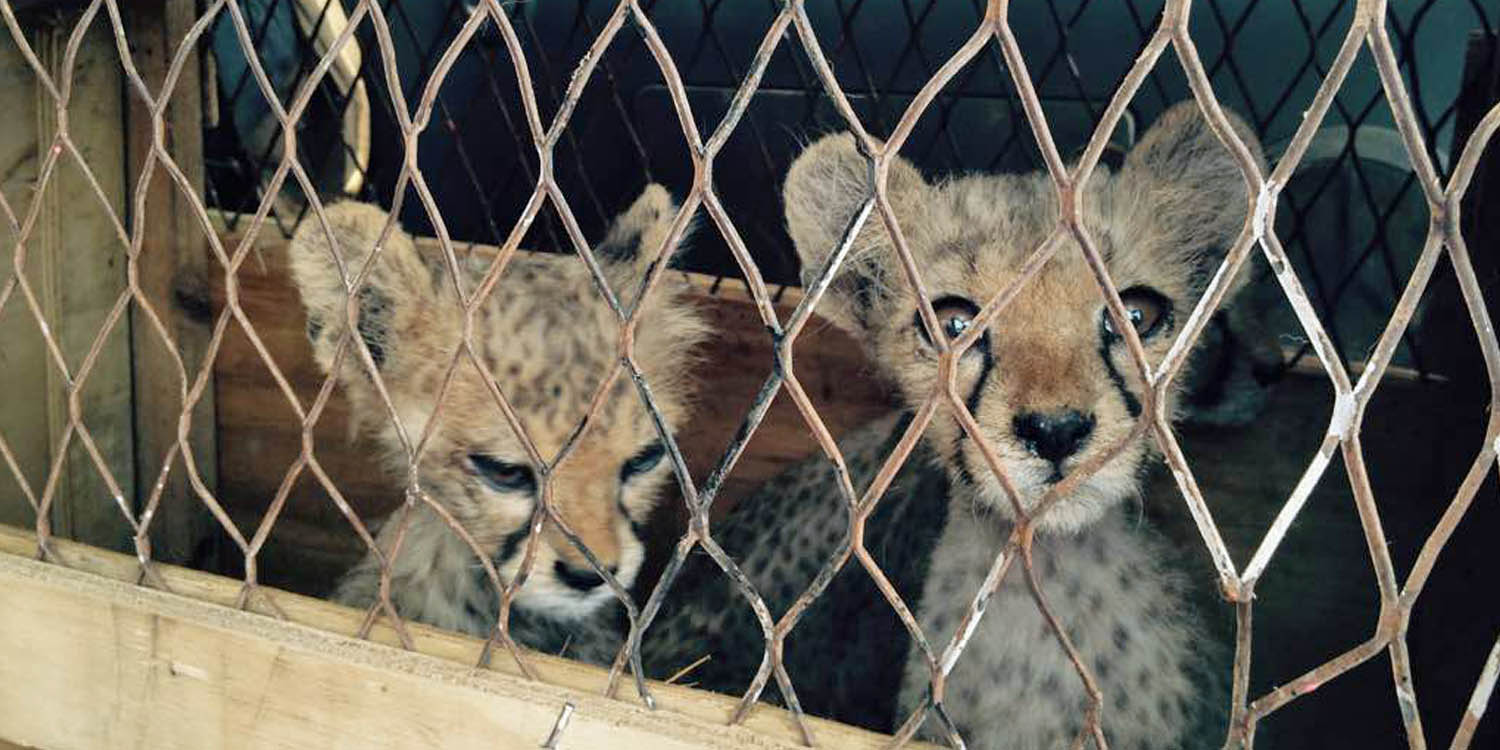 Cheetah Conservation Fund UK Official site