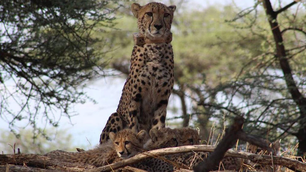 Hela’s journey: From orphaned cheetah cub to wild mother