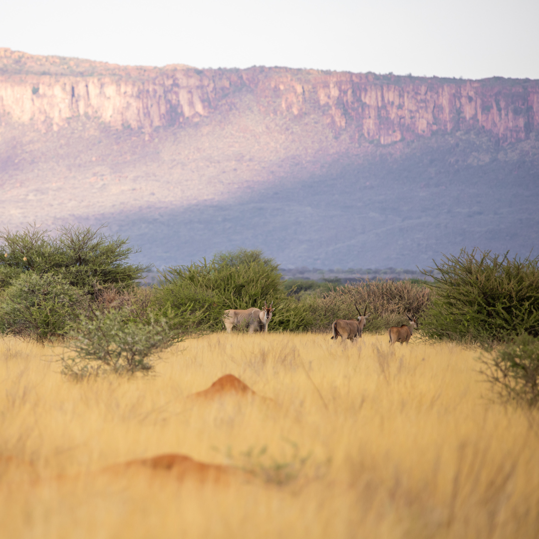 Cheetah Conservation Fund Reserve in Namibia wild animals - Wildlife in Africa