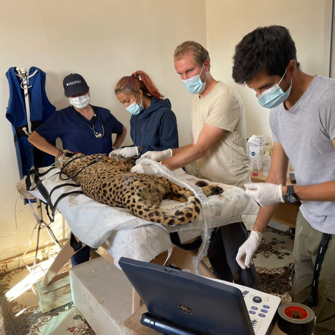World Veterinary Dat at Cheetah Conservation FUnd