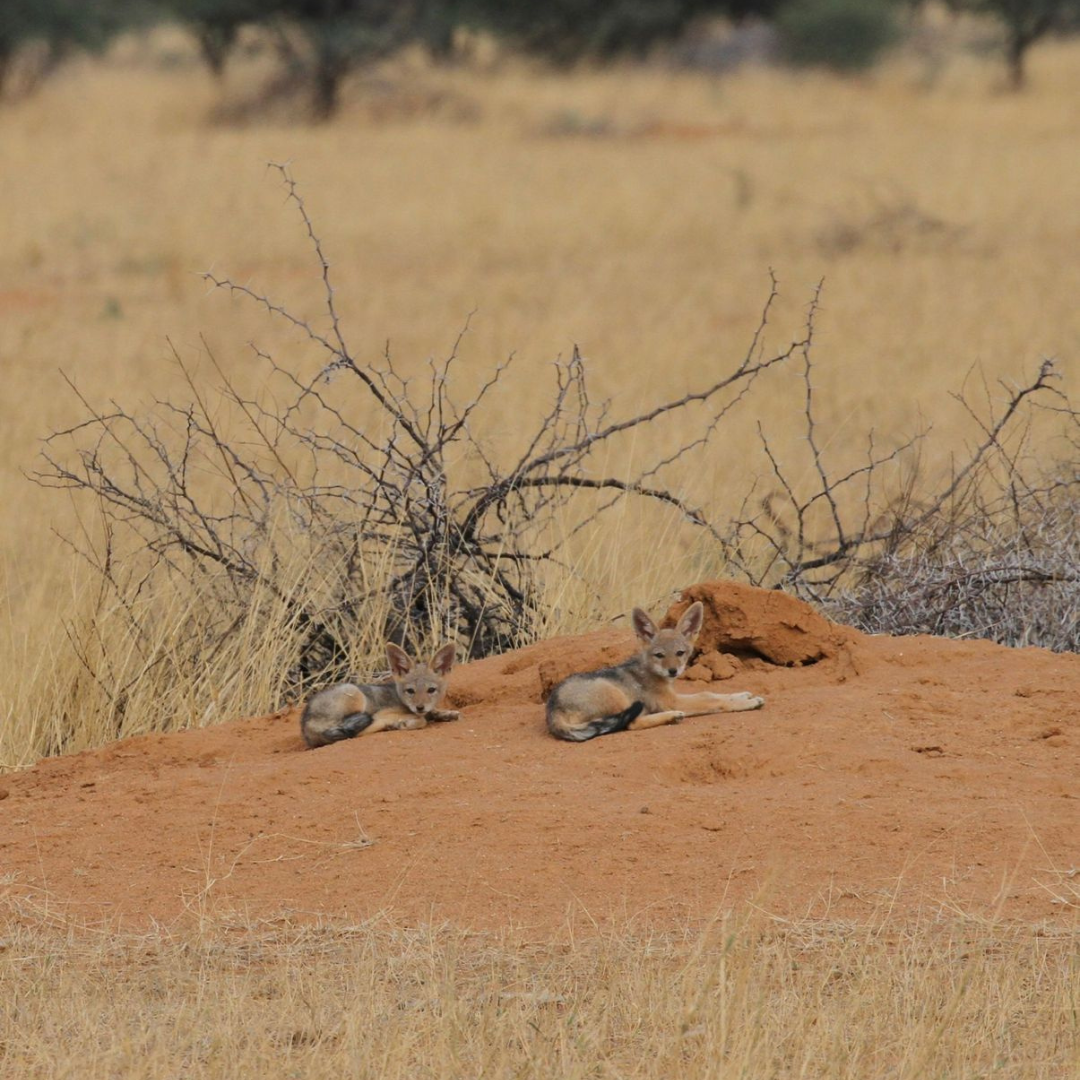 Cheetah Conservation Fund Reserva in Namibia wild animals