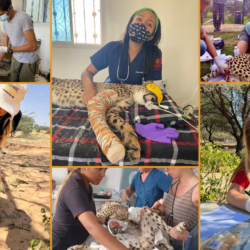 World Veterinary Day at Cheetah Conservation Fund