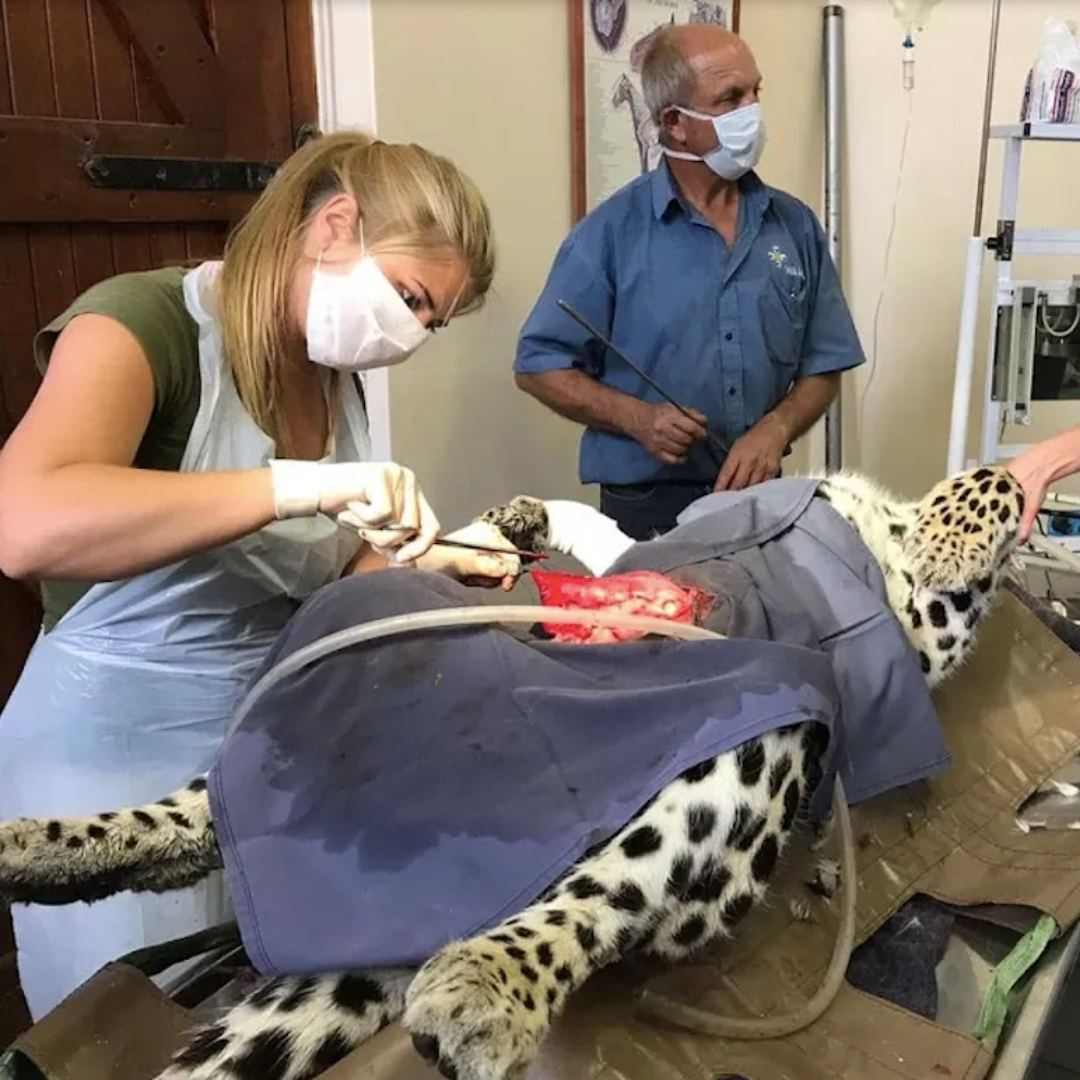 World Veterinary Day: Catherine working at CCF